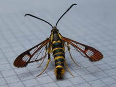Synanthedon arkansasensis