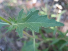 Tetragonotheca texana