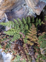 Myriopteris intertexta