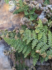 Myriopteris intertexta