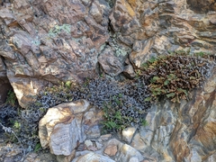 Myriopteris intertexta