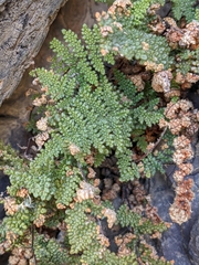 Myriopteris intertexta