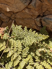 Myriopteris intertexta