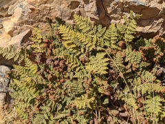 Myriopteris intertexta