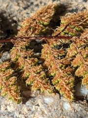 Myriopteris intertexta