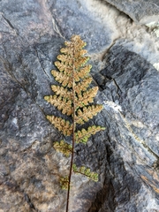 Myriopteris intertexta