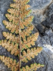 Myriopteris intertexta