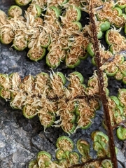 Myriopteris intertexta