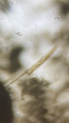 Bacillaria paxillifera