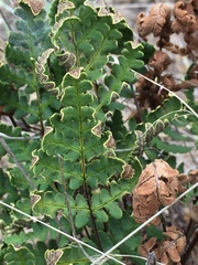 Pentagramma triangularis triangularis