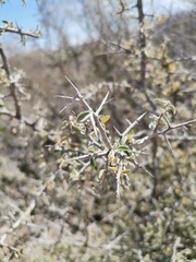 Condalia correllii