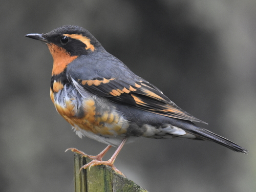 Varied Thrush