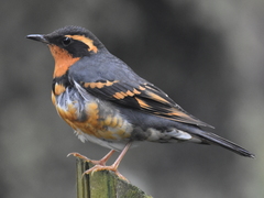 Varied Thrush photo 3