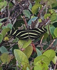 Heliconius charithonia