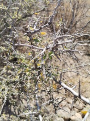 Condalia correllii