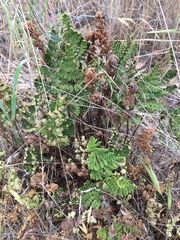 Pentagramma triangularis triangularis