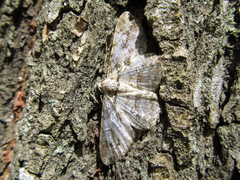 Geometridae