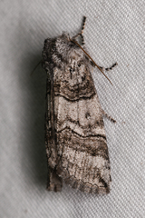 Litholomia napaea