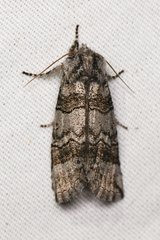 Litholomia napaea