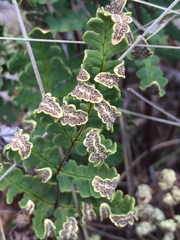 Pentagramma triangularis triangularis