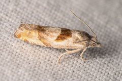 Eucosma apacheana