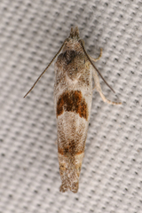 Eucosma apacheana