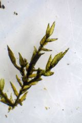 Fontinalis hypnoides