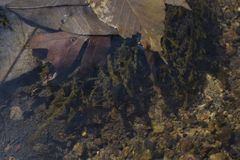 Fontinalis hypnoides