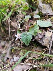 Viola shinchikuensis