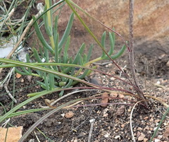 Senecio paniculatus