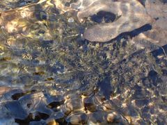 Fontinalis hypnoides