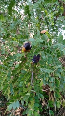 Gleditsia amorphoides