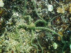 Macrophiothrix
