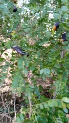 Gleditsia amorphoides