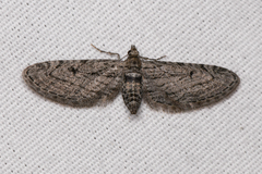 Eupithecia behrensata