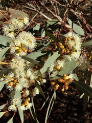 Eucalyptus dumosa