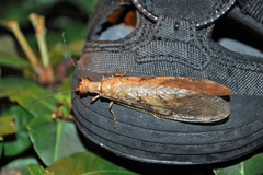Corydalus flavicornis