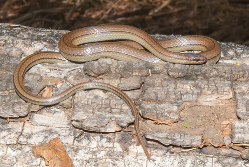 Photo of a Oriente Brown-capped Racerlet (Arrhyton redimitum)
