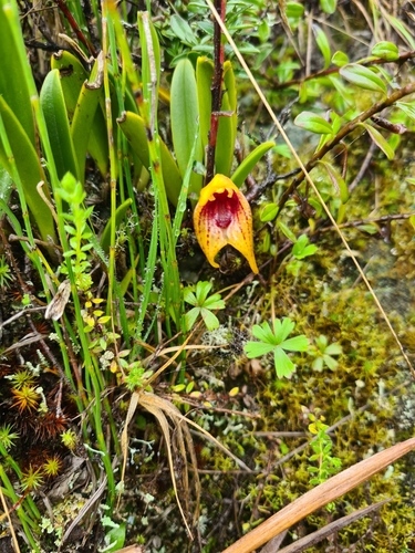 Masdevallia bonplandii, photograph 4