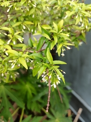 Wrightia religiosa
