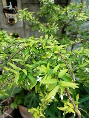 Wrightia religiosa