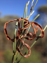 Acacia rigens