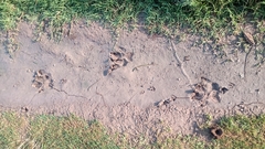 Chrysocyon brachyurus