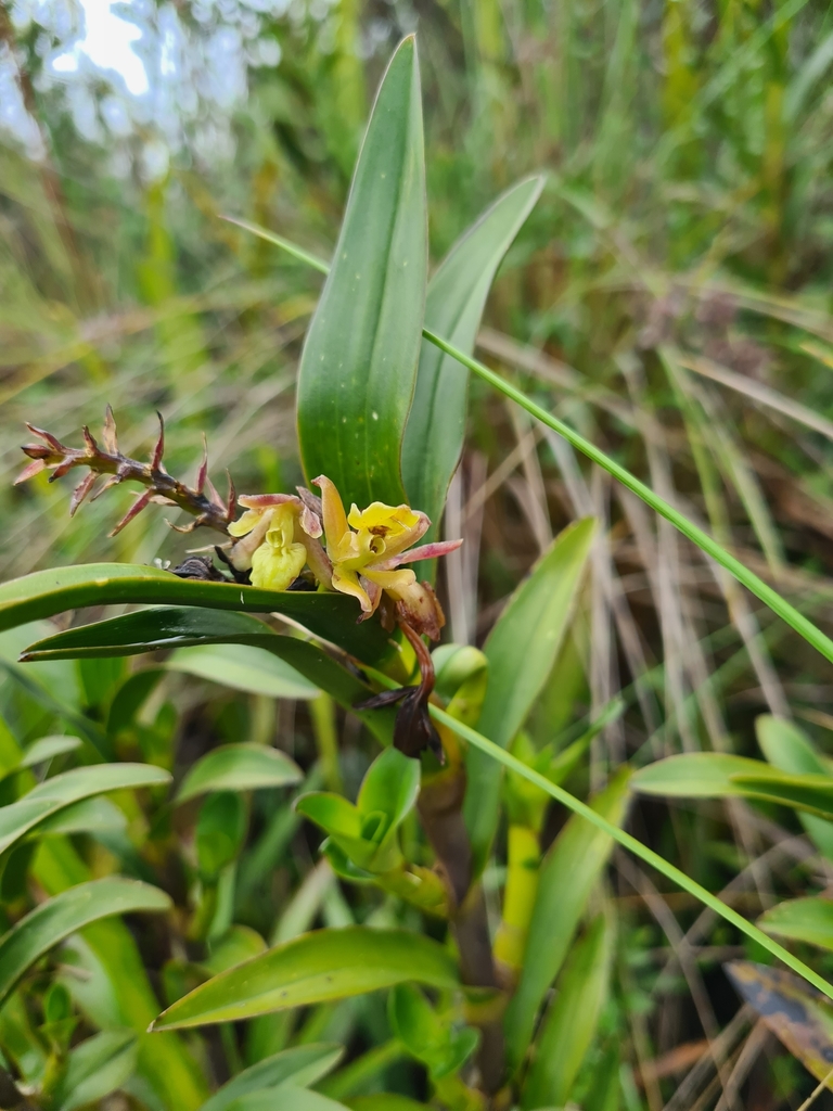 Epidendrum megaloclinium