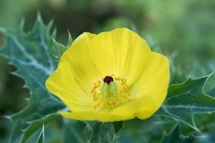 Argemone mexicana
