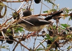 Apalis karamojae
