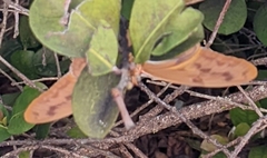 Dryas iulia