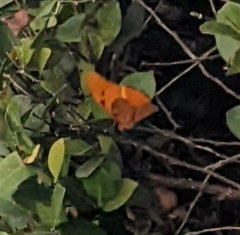 Dryas iulia