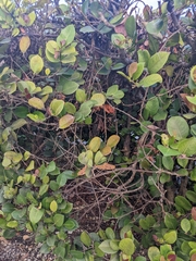 Dryas iulia