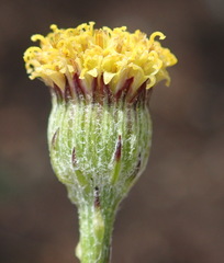 Senecio paniculatus